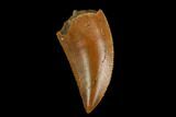 Serrated, Raptor Tooth - Real Dinosaur Tooth #130352-1